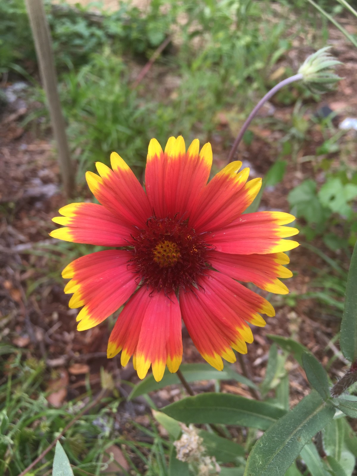 Attracting Hummingbirds and&nbsp;Butterflies