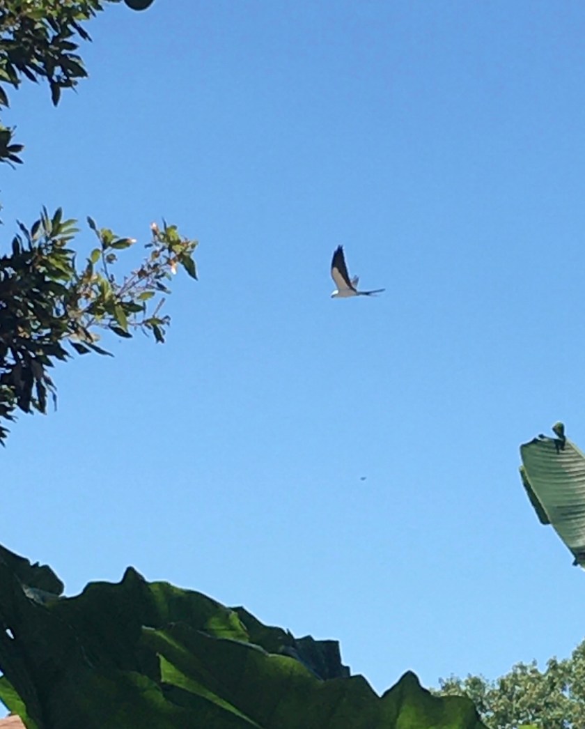 1F4310E3-4C13-424E-9490-F3800A75094F