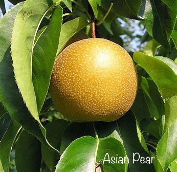Heat-Loving Fruit Trees – Deltona Garden Community
