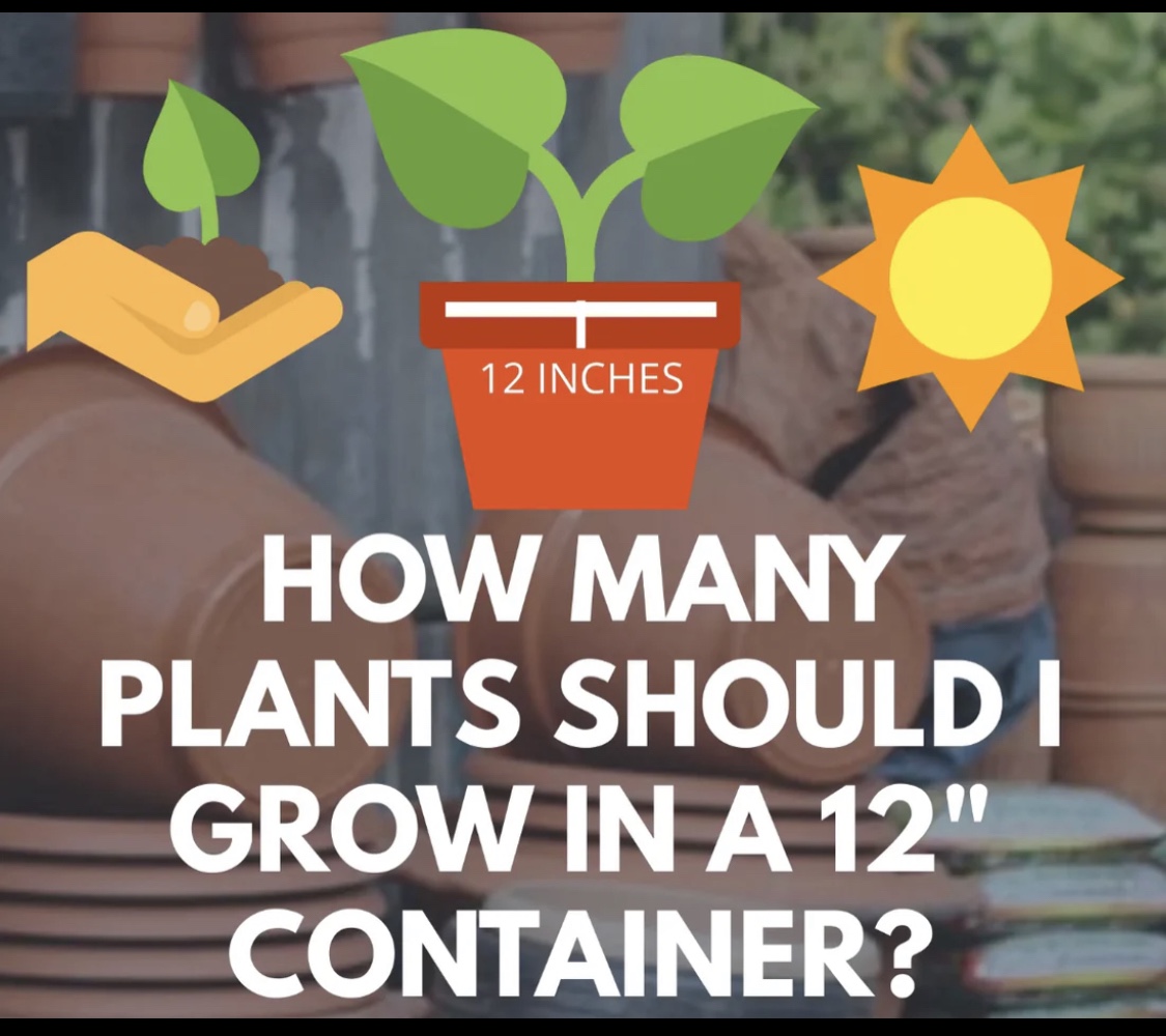 Container Gardening – Deltona Garden Community